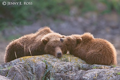 Grizzlies Resting