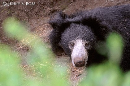 Glimpse of the Sloth Bear