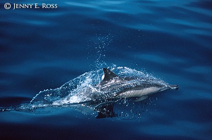 Bow-Riding Dolphin