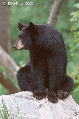 The American Black Bear #2