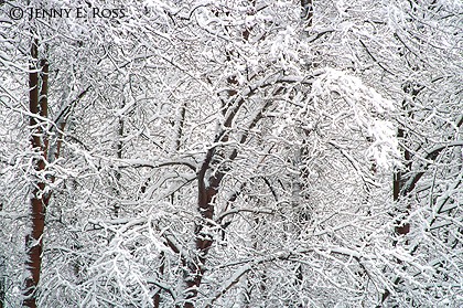 Snow-Covered Branches #1