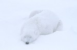 Asleep in a Blizzard