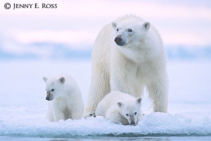 Svalbard Family