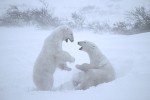 Playing in a Snowstorm