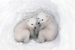 Twin Cubs in a Snow Den #2