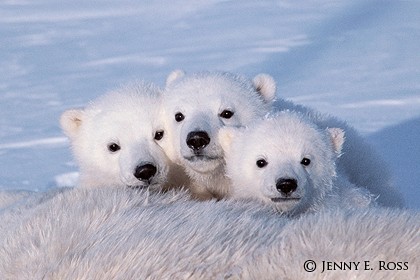 Polar Bear Triplets