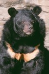 The Asiatic Black Bear #2