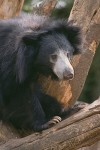 The Sloth Bear #1