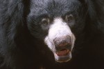 The Sloth Bear #2