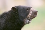 The Spectacled Bear #2