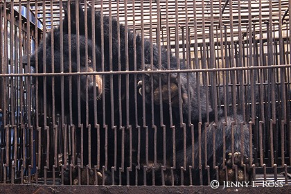 Asiatic Black Bear Rescued From a Bile Farm