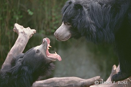 Sloth Bear Confrontation