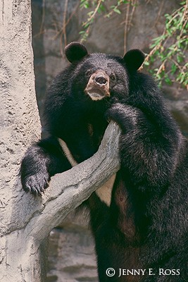 The Asiatic Black Bear #1