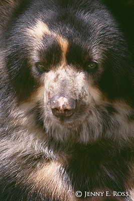 The Spectacled Bear #1