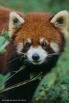 Red Pandas - Min Shan Mountains, Sichuan Province, China