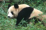 The Bamboo Bear #2