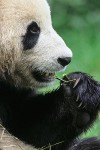 The Panda's Thumb #1