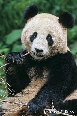 Panda Portrait