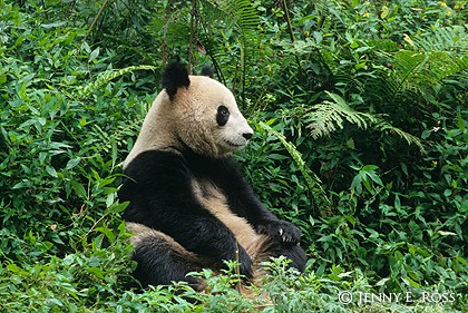 Pensive Panda