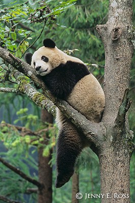 Sichuan Forest Bear