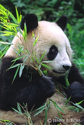 The Bamboo Bear #1