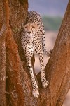 Cheetah in Acacia Tree