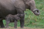 Elephant Mother and Calf