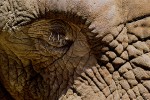 Face of the African Elephant