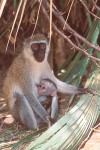 Vervet Mother and Baby