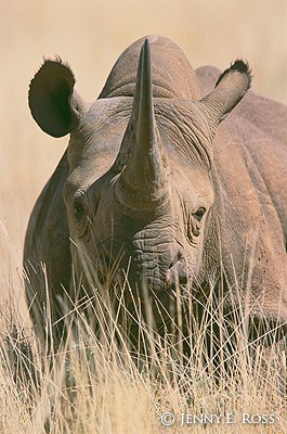 Black Rhinoceros #1