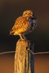 Western Burrowing Owl (Athene cunicularia hypugaea)