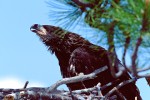 Fledgling Bald Eagle (Haliaeetus leucocephalus)