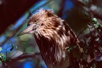 Fledgling Black-Crowned Night-Heron (Nycticorax nycticorax)