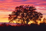 Blue Oak at Sunset
