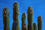 Cardon Cactus and Sky