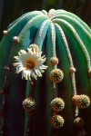 Flowering Cardon Cactus