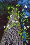 Flowering Dogwood & Western White Pine