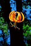 Lily in Oak Woodland