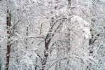 Snow-Covered Branches #1