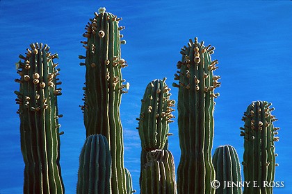 Cardon Cactus and Sky