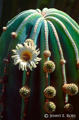 Flowering Cardon Cactus