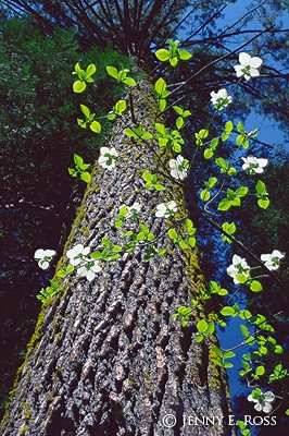 Flowering Dogwood & Western White Pine