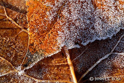 Melting Frost on Cottonwood Leaves