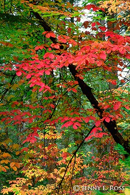 Pacific Dogwood Grove in Autumn