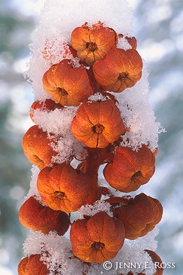 Pinedrops in Snow