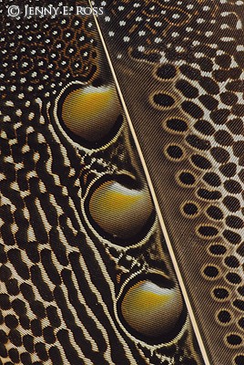 Great Argus Pheasant Feather