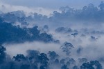 Rainforest in Fog, Borneo
