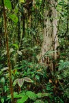 Bornean Rainforest