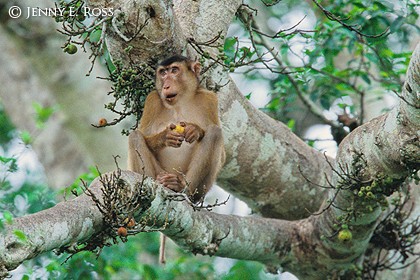 Pig-Tailed Macaque 02