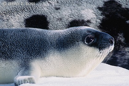 Hooded Seal Pup